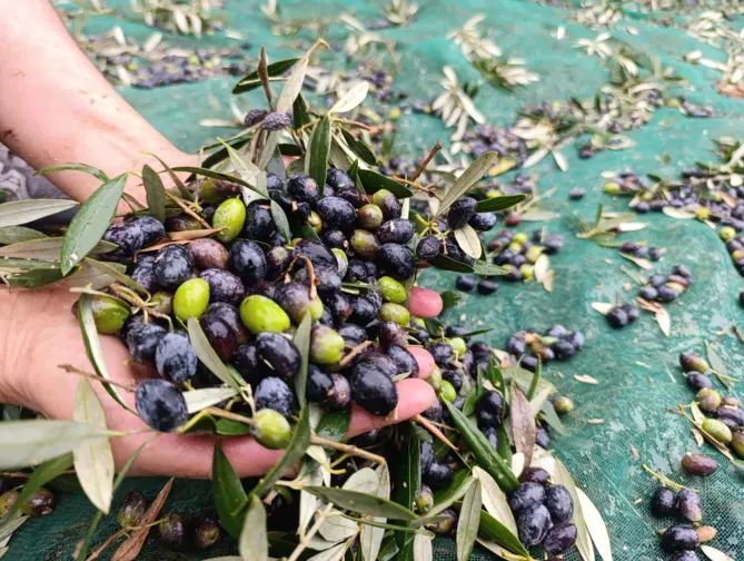 Imagem de duas mãos que seguram azeitonas apanhadas da oliveira, juntamente com folhas e pequenos ramos